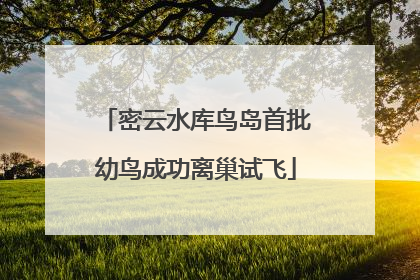 密云水库鸟岛首批幼鸟成功离巢试飞